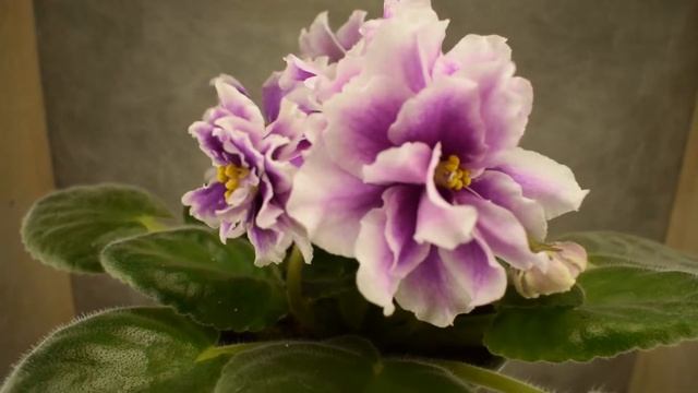 violet rose смотреть онлайн