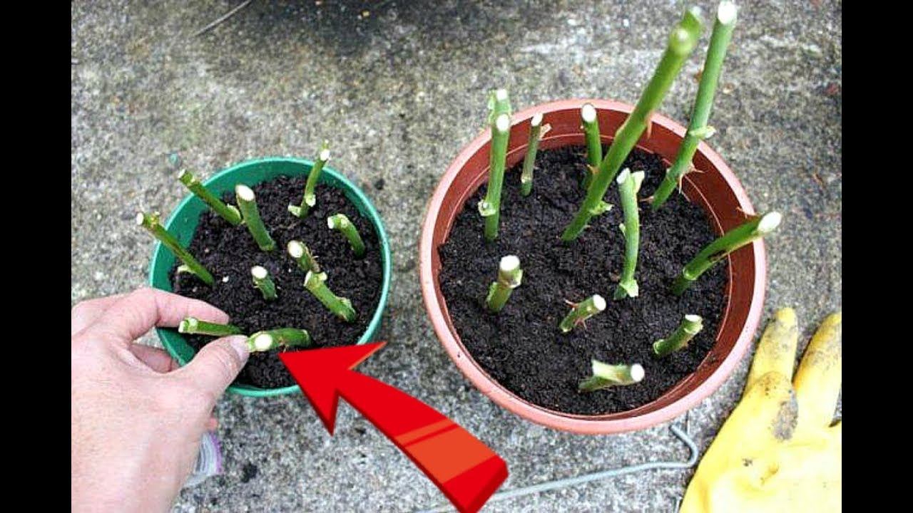 Размножьте розы в ноябре декабре черенками этим способом для отменного цветения весной! смотреть онлайн