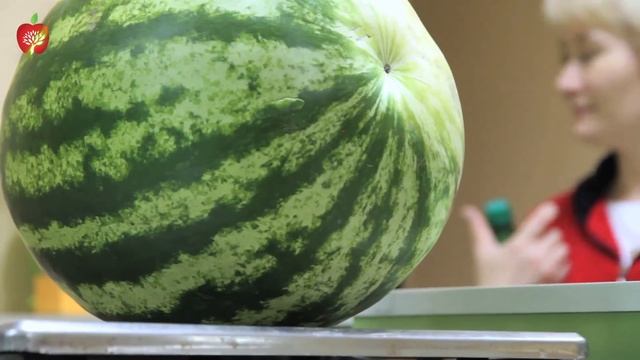 Сыроед веган Андрей Полищук из Казани на Veggie Channel смотреть онлайн