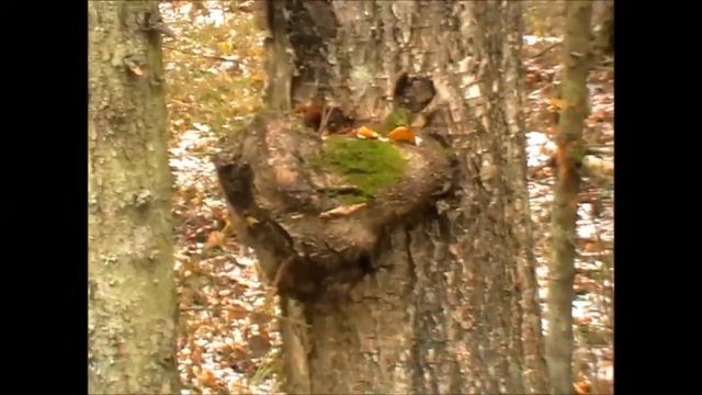 Как найти кап в лесу (Будни охотника и рыбака) смотреть онлайн