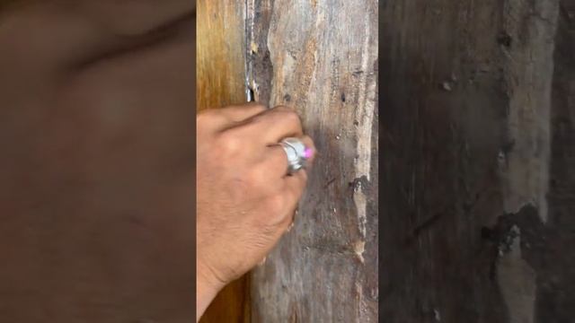 Как заделать дыры в дереве от термитов (народный балийский способ) смотреть онлайн