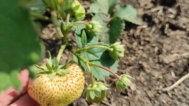 Клубника🍓сорт "Сенсация" и несанкционированое поедание🙈. Принимаю заявки на рассаду. смотреть онлайн