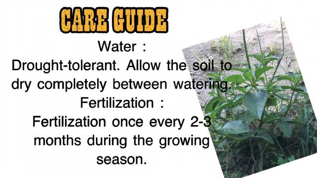 Plant Identification | Indonesia's Nature | Blue Porterweed