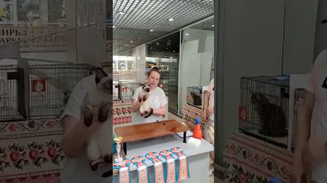 Тайская кошечка X-Praiya Gamlet на выставке кошек 26 июня 2022 в Москве