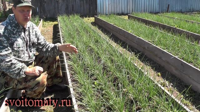Лук на перо. Какой выбрать смотреть онлайн