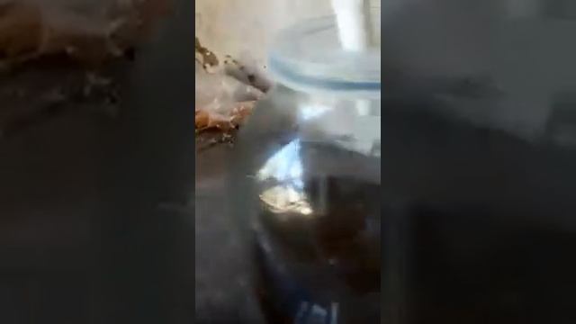 Защита пасеки от ос - две осоловки за 5 мин из подручного материала. смотреть онлайн