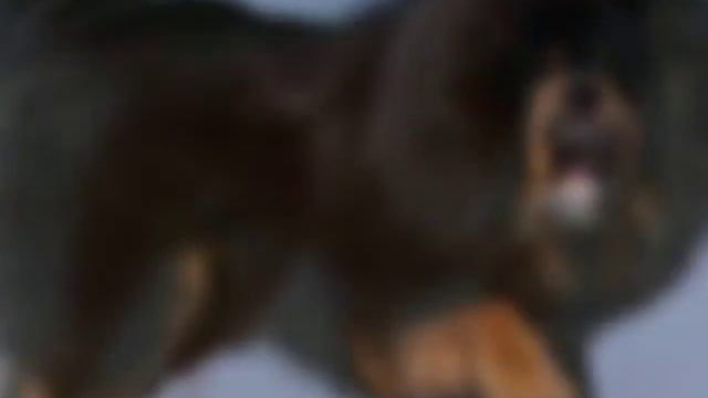 ТОП 10 самых сильных собак в мире смотреть онлайн