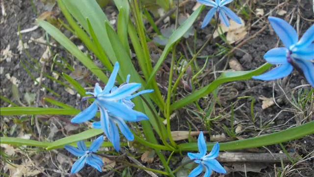 первоцветы крокусы пролеска/primroses crocuses Scilla смотреть онлайн