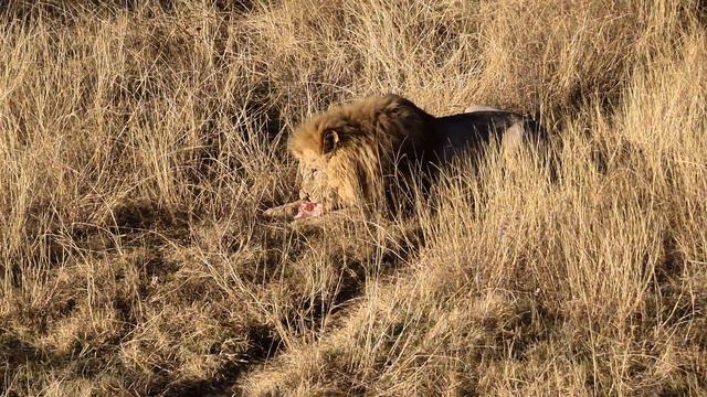 Молодой дерзко накинулся на Чука! Тайган смотреть онлайн
