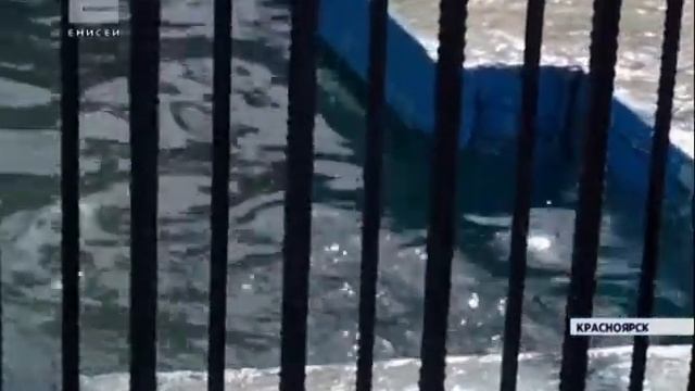 Белые медведи в 