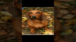 Все про такс!