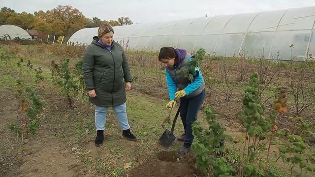 Як правильно посадити малину? Осінній догляд і посадка малини і ожини. смотреть онлайн