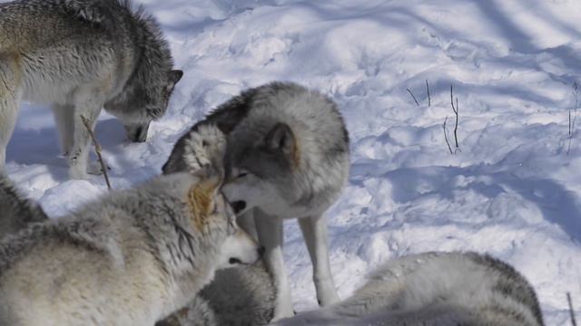 Female Timber Wolf In Heat - Parc Omega Canada