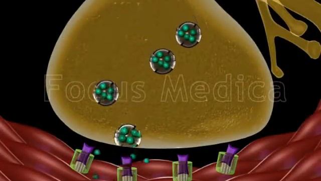 Botulinum Toxin Injection Therapy - Animated Atlas Of BPH And OAB