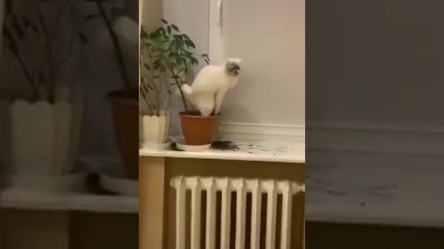 Видео,приколы,юмор,смех смотреть онлайн