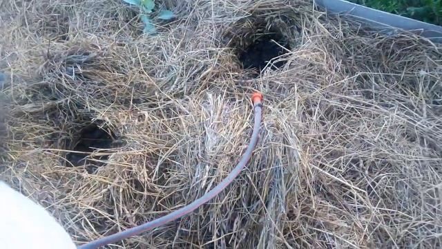 Посадка капусты в сенные грядки коробка смотреть онлайн