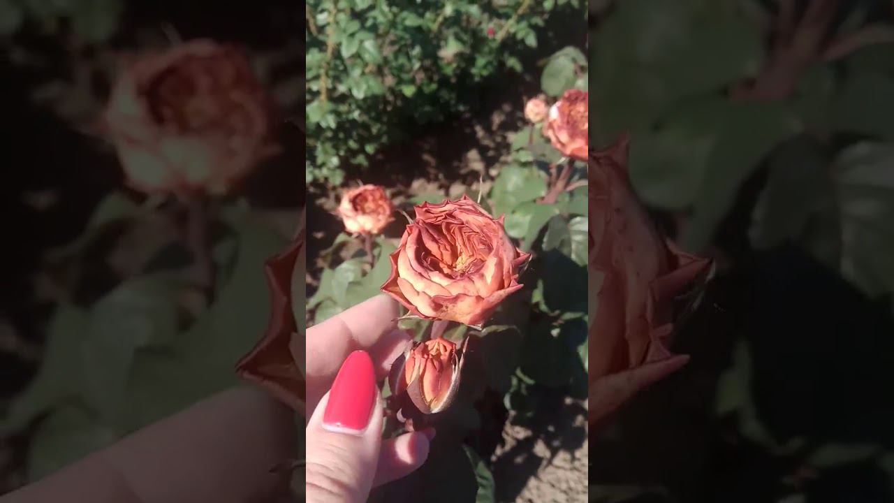 Кахала роза @rose_bushes161 смотреть онлайн