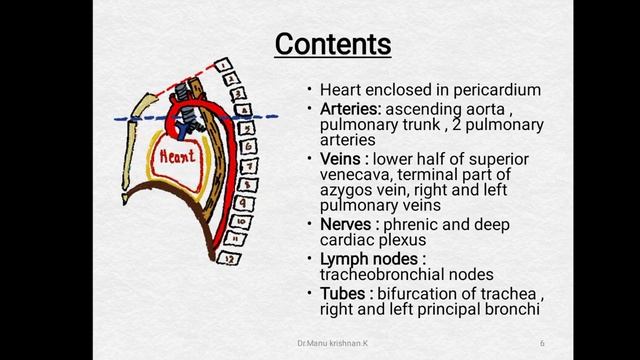 Anatomy | Inferior mediastinum | with easy to draw illustrations смотреть онлайн