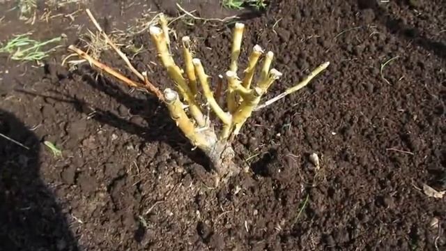 Розы спасаю водкой. Один из способов реанимировать розы после зимы. смотреть онлайн