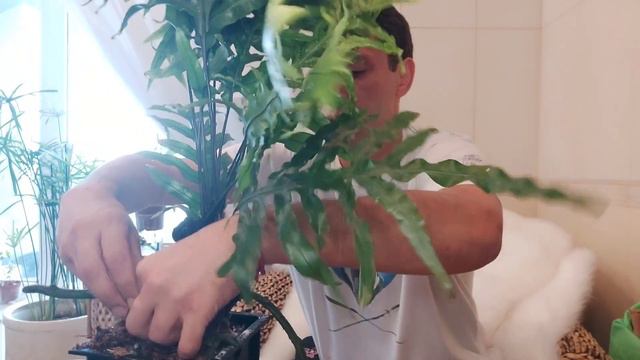 Микросорум Разнолистный и Флебодиум Золотистый