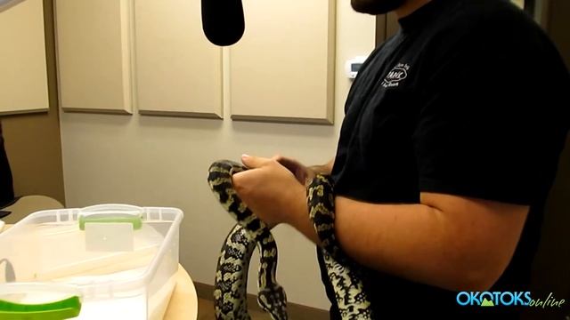 Snakes in the studio смотреть онлайн