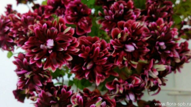 Quantock Double Diamond пеларгония Ангел. Коллекция пеларгоний Елены Свирской смотреть онлайн