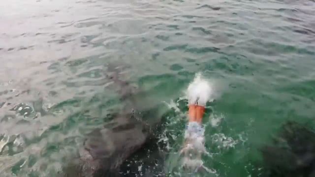 Озеро Сасык Сиваш, пляж Беляус