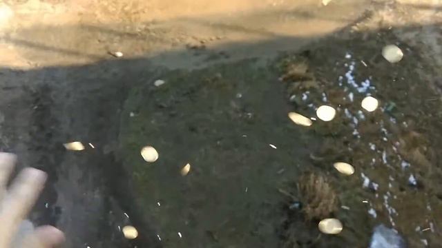 Звон монет.ua смотреть онлайн