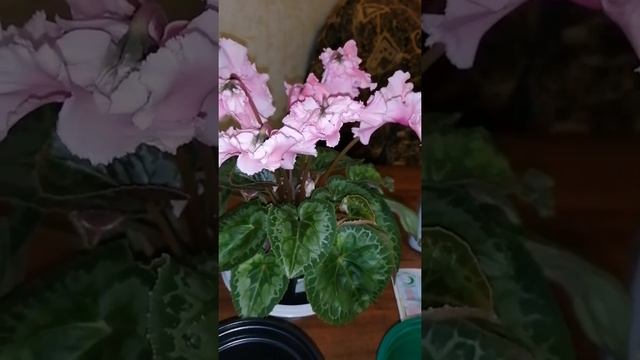 Цикламены. 2. Часть. Мой опыт в выращивании от семечка до полного развития. смотреть онлайн
