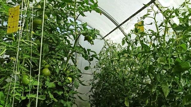 Мой уход за томатами! Начало июня! Ленинградская обл. смотреть онлайн