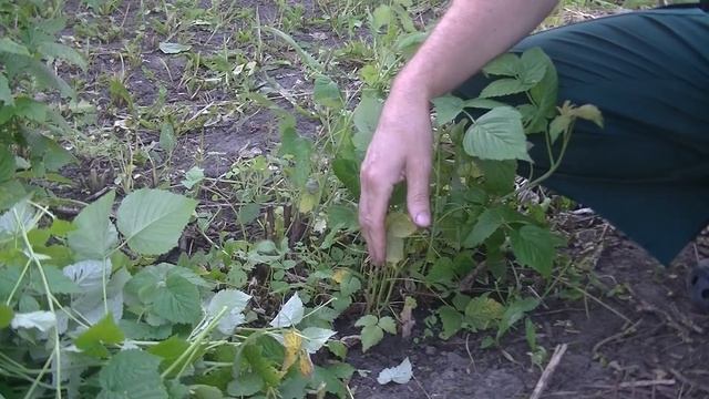 Израстание малины. Что делать? смотреть онлайн