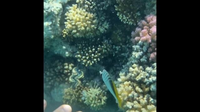 Sunwing Waterworld Makadi 5* /Обзор отеля / Бухта Макади Бей / Хургада / Grand Waterworld Makadi