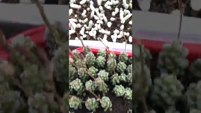 Анакампсерос нитчатый (Anacampseros filamentosa) смотреть онлайн