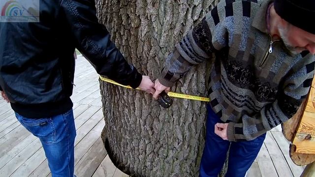 Самый большой дуб.Самое большое дерево в регионе .Деревья долгожители смотреть онлайн