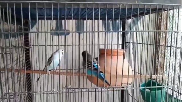 Budgies ki fast pairing ki tips | budgies ka joda kaise lagaen | budgies pairing secret trick смотреть онлайн