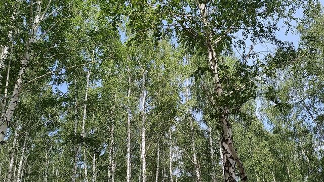 ЗЕЛЁНЫЙ БУМ !!! 4К смотреть онлайн