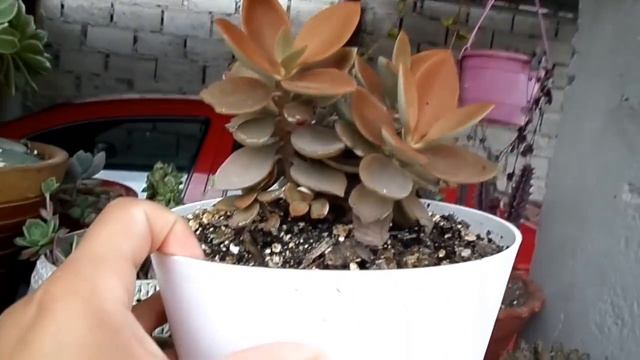 Novedades de mis suculentas 🤩😍 смотреть онлайн