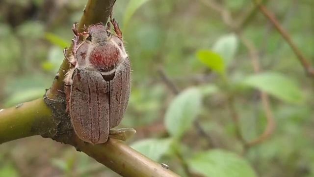 Майский жук/Чефер/Chafer 15.05.2021 #Лосиныйостров #лесопарк #насекомые смотреть онлайн