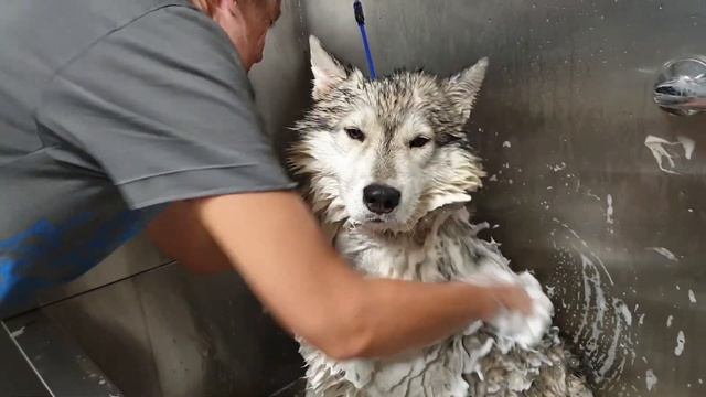 Собаку Хаски отмыли от ужасной грязи! смотреть онлайн