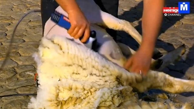Самая Быстрая Машина Для Стрижки Овец И Вспомогательная Машина Для Ухода За Овцами