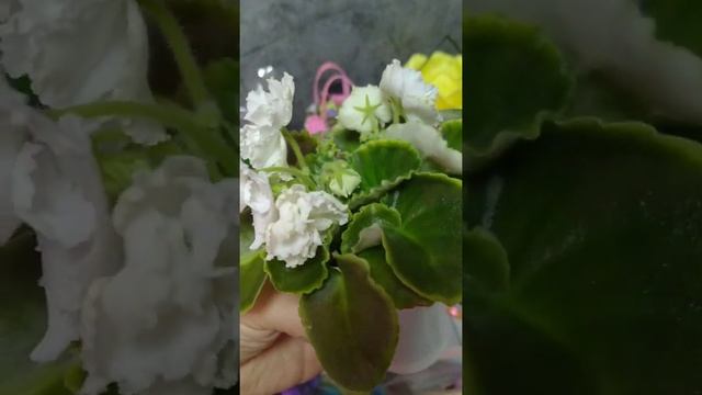 КРАСИВАЯ БЕЛАЯ ФИАЛКА ЦВЕТЕТ #shorts #цветы #фиалка #фиалки #фиалки #flovers #комнатныерастения смотреть онлайн