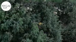 ногайские песни.