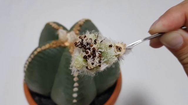 Successful Pollination. Harvesting Astrophytum Myriostigma Cactus смотреть онлайн