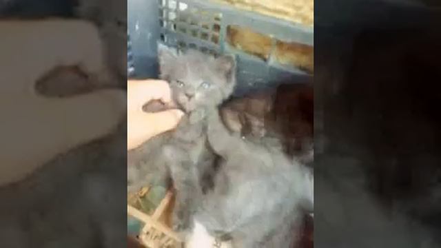 Котята испугались смотреть онлайн