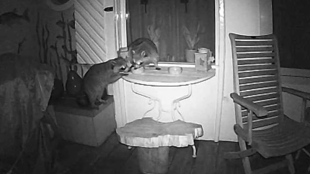 Grandhan Aankomst van de 2 wasberen op het terras. смотреть онлайн