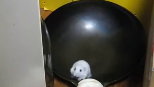 заменитель колеса :))) смотреть онлайн