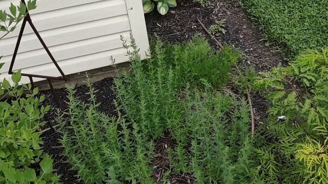 Mini Garden Tour East Side Of House Zone 5b / 6a June 7, 2022 смотреть онлайн