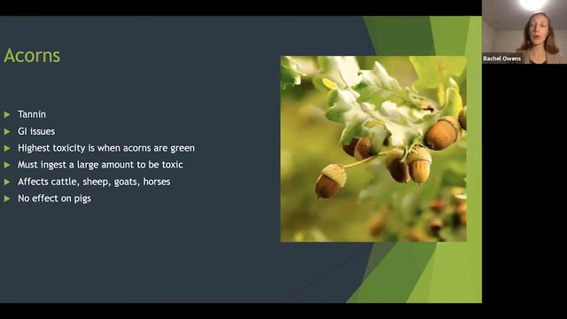 Managing Plants Toxic to Pets and Livestock смотреть онлайн