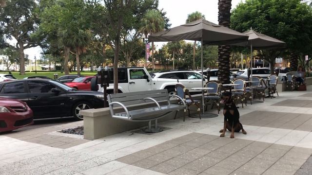 Doberman | Advanced Off Leash смотреть онлайн