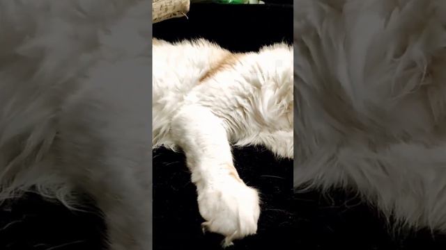 отец всех котят, что сейчас есть в питомнике DiamondStars Cinnabon. ныне кастрат смотреть онлайн